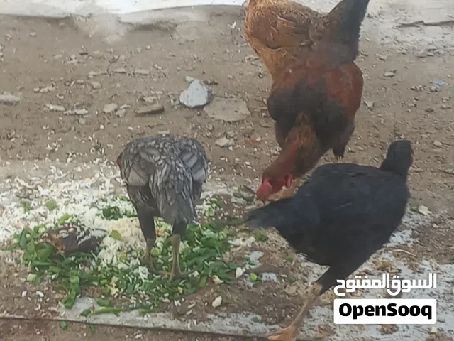 ديج ودجاجتين هراتي ودجاجه عرب