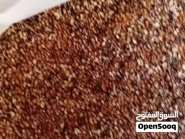 بذر غشمر للبيع محلي من المزرعه