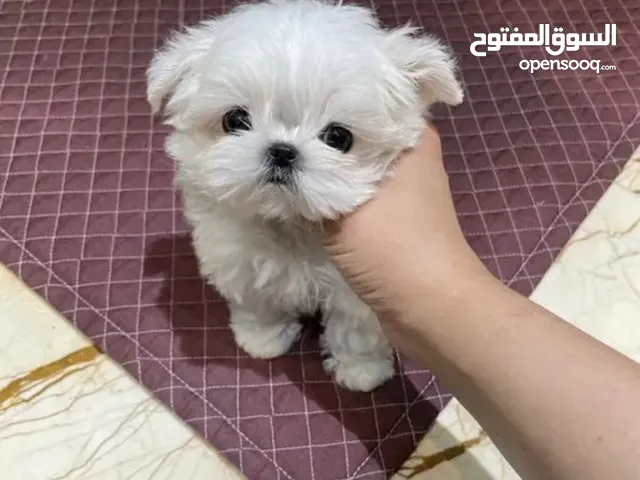 مطلوب كلب زينه