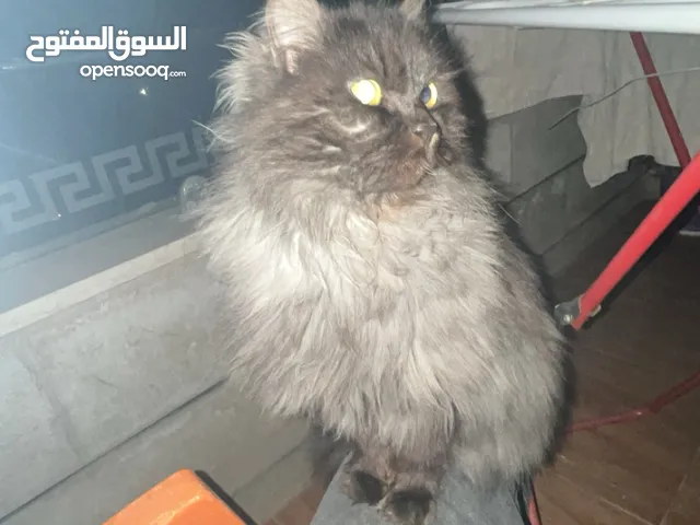 قطه هملايا بلون نادر ومميز
