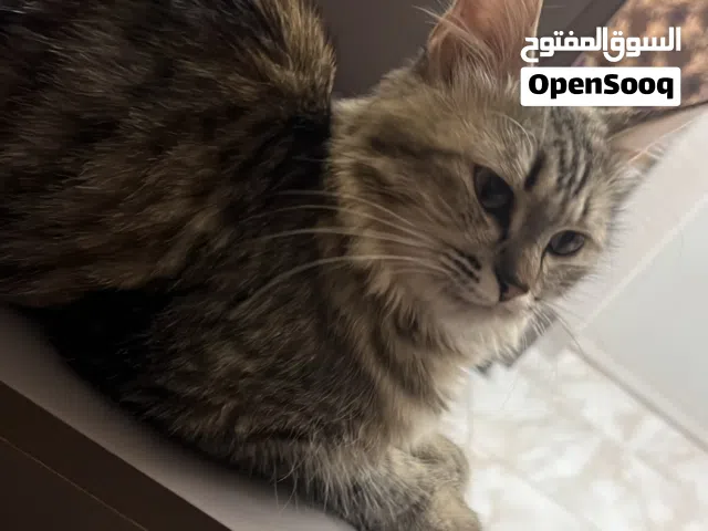 قط سيبيري روسي