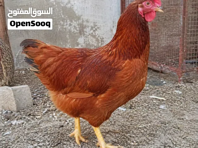 دجاج احمر بياض عمره ثمانيه اشهر