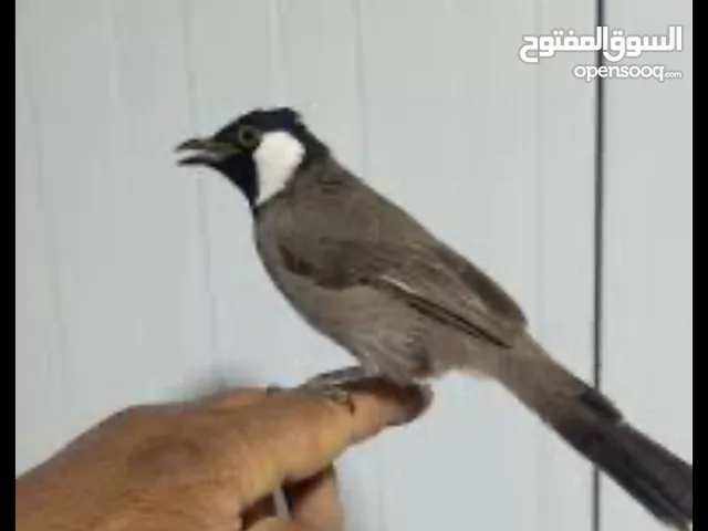 بلبل اليف جدا راح يونسك
