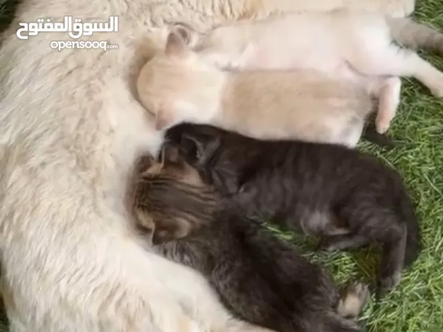 قطط شيرازيه للتبني