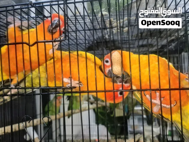 Healthy home bred Pet birds sun connures, love birds, Cockateils and budgies