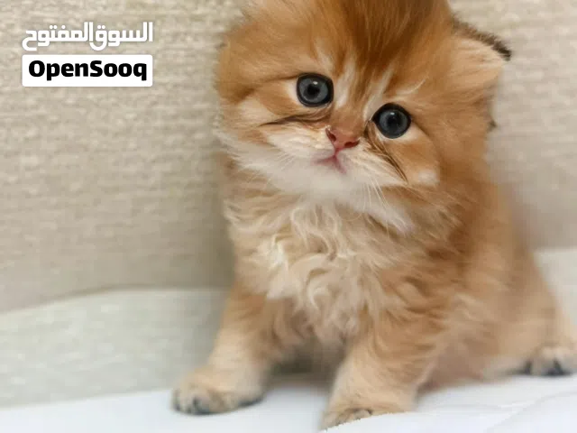 ذكر سكوتش فولد بعمر شهر ونص   Scottish Fold male, one and a half months old