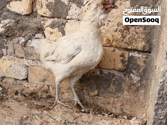 دجاجة للبيع
