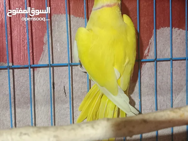 ذكر دره لاتينو عين حمراء شغال حجم جامبو
