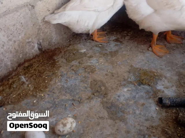بط ابيض عدد2
