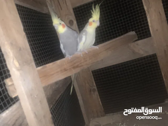 بغبغاء كوكتيل زوج ،السعر 420 بدون توصيل