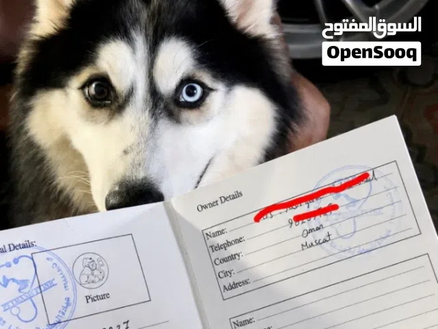 ذكر قابل للبدل بمآ يناسب عطني سعرك عجبني شله