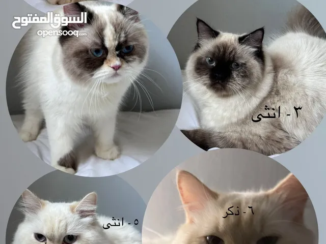 قطط هملايا للتبني