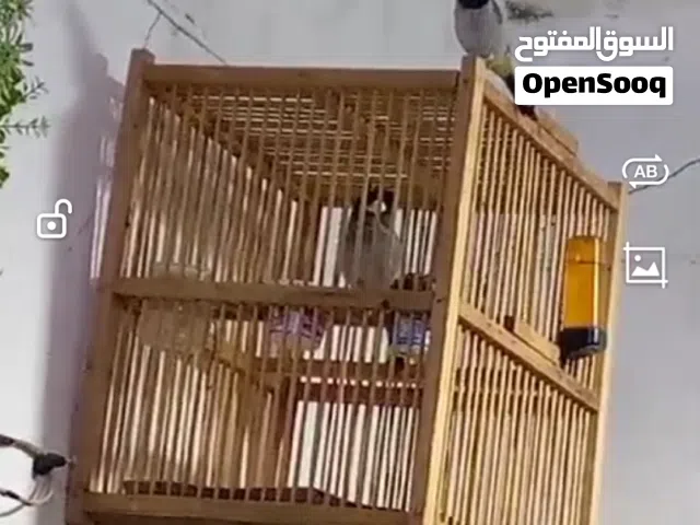 فحل شرط خشونة ووصوت كلش قوي وجاهز للتزاوج