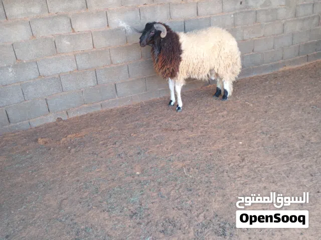 خروف برقاوي مشاءالله العمر تقريبا 10شهور مطلع فحل
