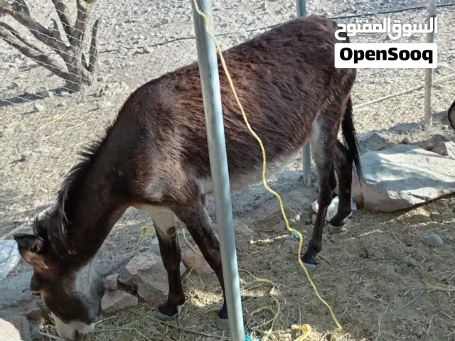 حماره مال جبل للبيع