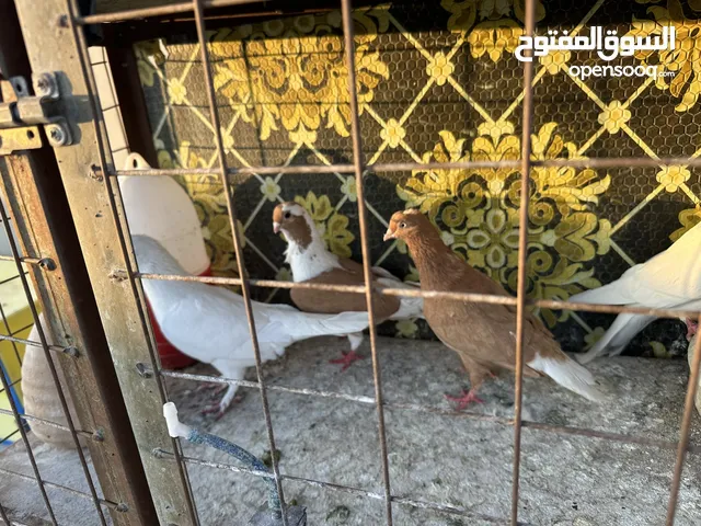 أربع طواير حلوين للبيع كوم