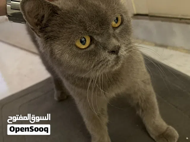 FOR ADOPTION BRITISH SHORT HAIR (Female) color Blue Grey