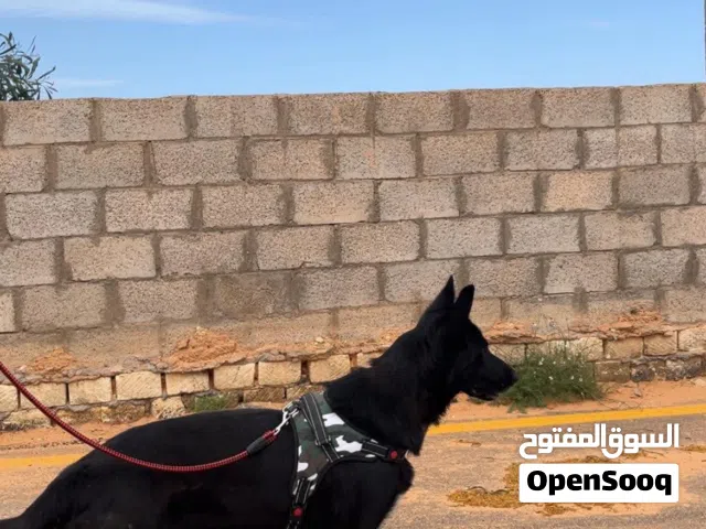 حيرمن لتبديل ب12برو او 12برو ماكس