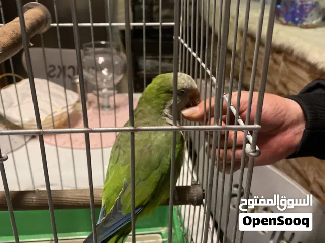 كويكر أليف عمره 4 سنوات فحل لون اخضر