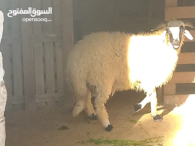 خروف العمر 6شهور