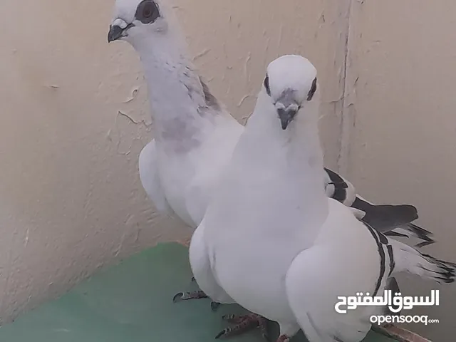 جوز حمام للبيع