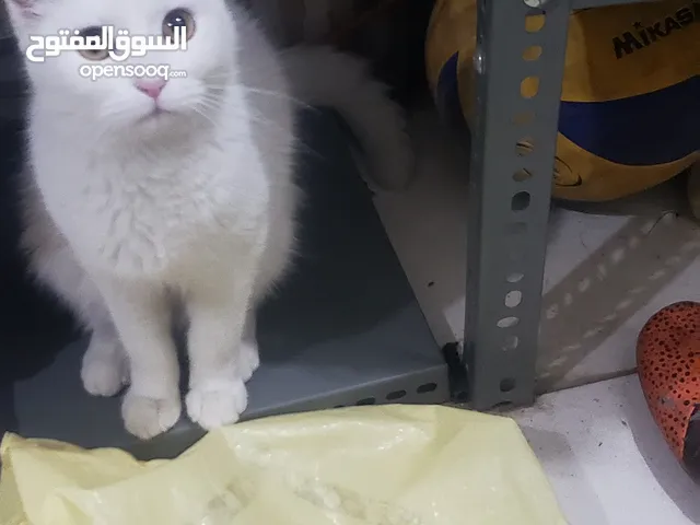 قط اليفه انثى. اللون ابيض. كامل