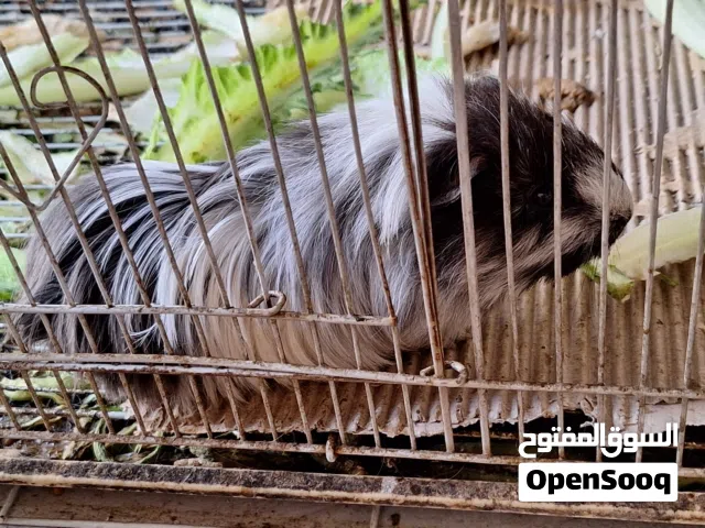 حيوان اليف هامستر للبيع