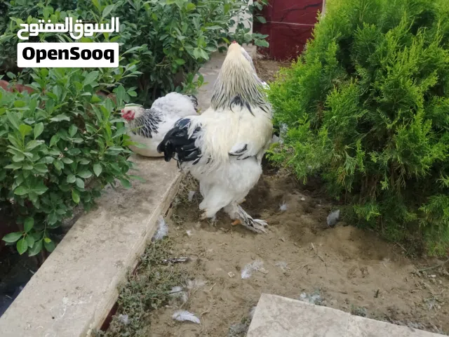 افراخ كوشن