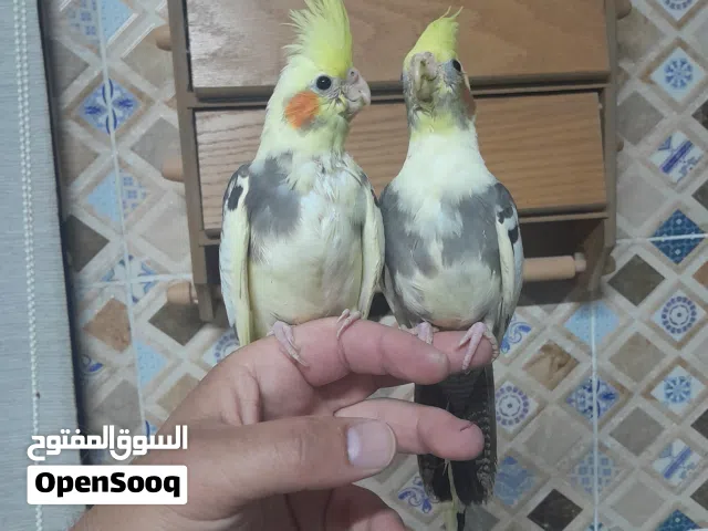 مخلفين كوكتيل اليفات