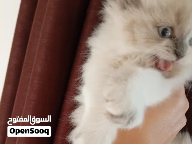 قطة  راغدول