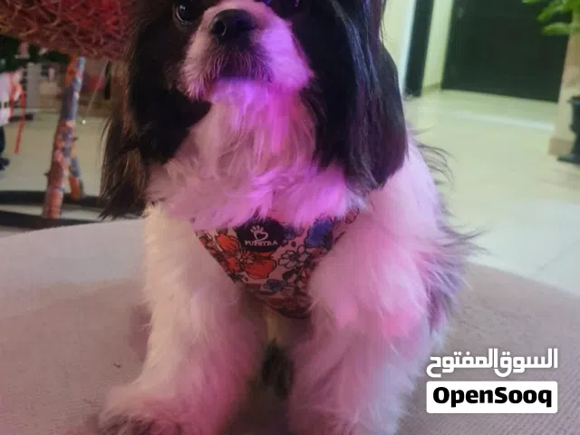 تشيزو أنثى