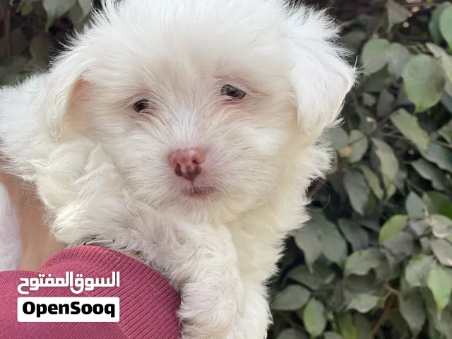 Havanese puppy pure long hair