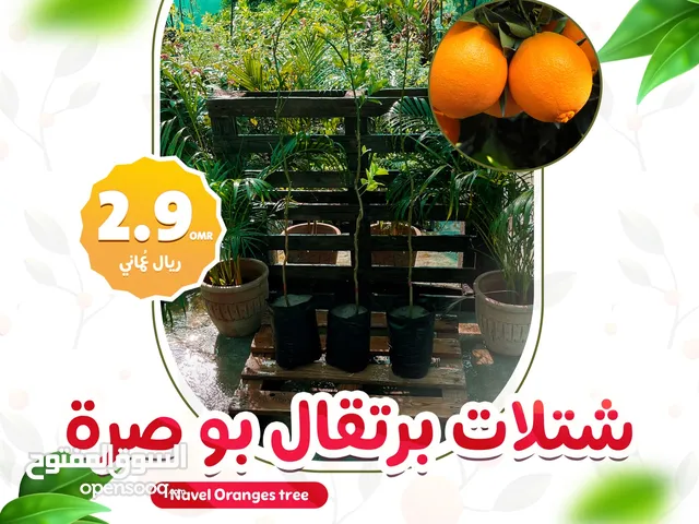 عرض وتخفيض شتلات المانجو والبرتقال بـ 2.9 ريال للشتلة من مشتل الارياف  orange, mango tree offers