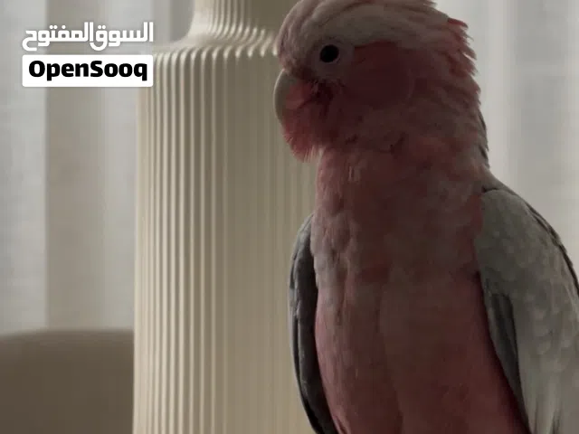 cockatoo galah 11-12 months old