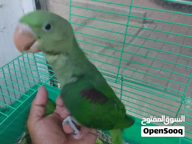 فروخ دره نيبالي للبيع