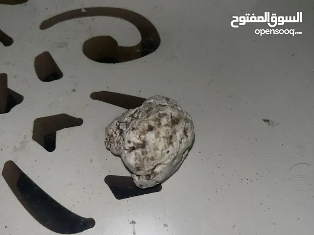 عبر الأشهب