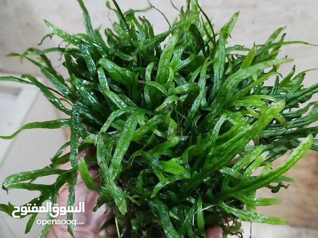 Aquarium live plants for sale