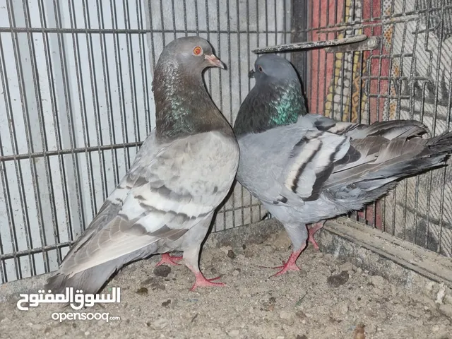 3 أزواج مدنيز