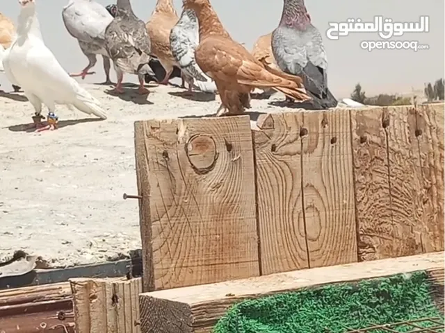 حمام للبيع