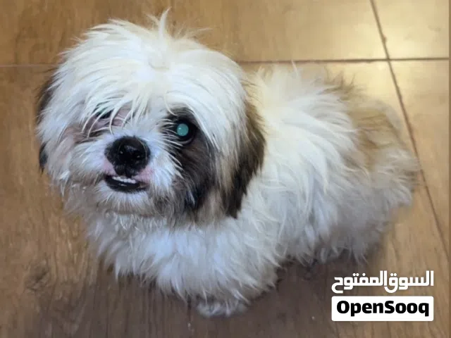 للبيع كلب شيتزو العمر 5 اشهر