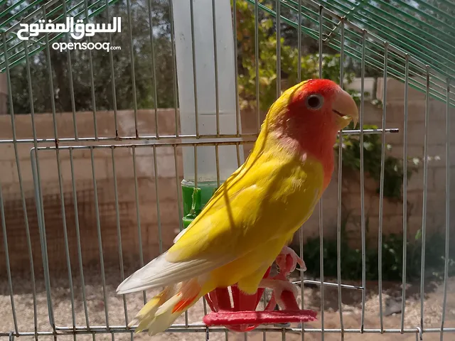 طيور مشكله شغاله للبيع اقرا الوصف