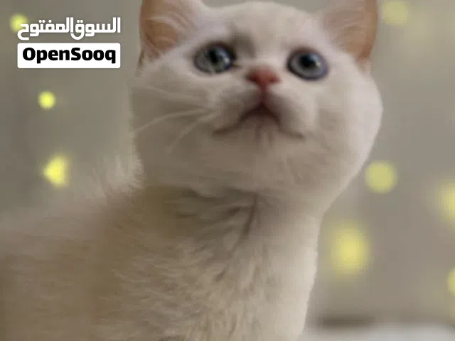 تم تخفيض سعر لسرعة البيع � قط سكوتش ستريت