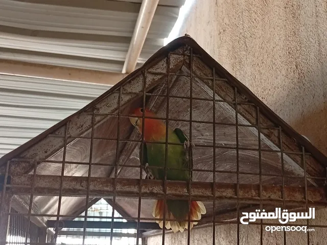روز أنثى تابع الوصف...