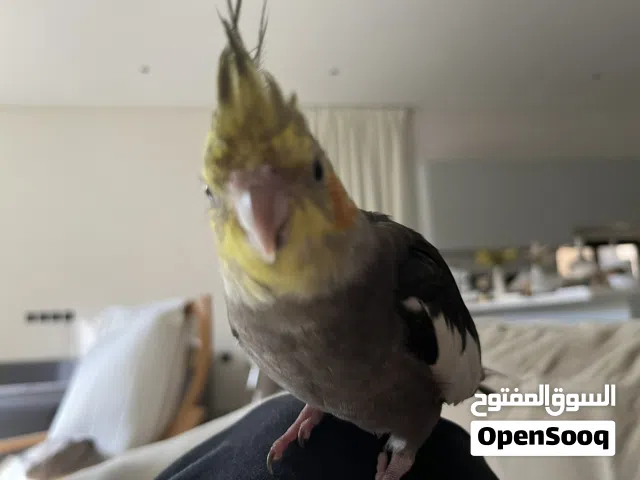 Cockatiel male for sale كروان ذكر للبيع