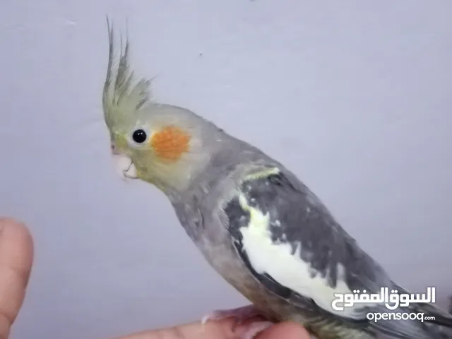 سلام عليكم للبيع 2 كوكتيلات اليفات التك على 45