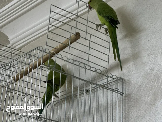 ببغاء درة اليف