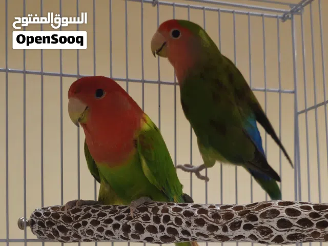 زوج لوف بيرد طفرات روز