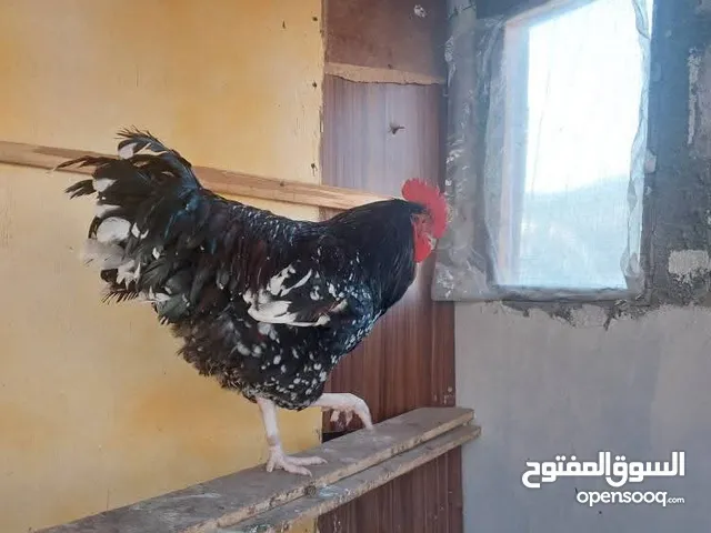 مطلوب ديك سايكس بورسلان