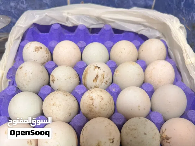 بيض بط مشكل