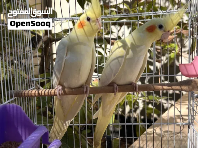 كوبيـه كوكتيل لاتـينو عيـن حمـرا ربى يبـارك صحه ونضافه كمـا موضح ف الصور
